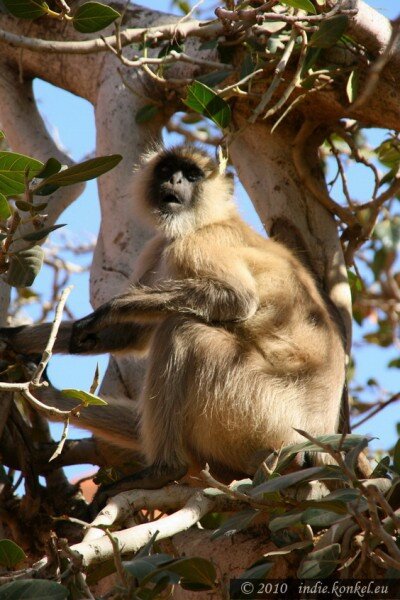 Fortified monkey, Jaipur